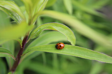 tiny ladybug