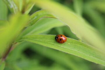 a little ladybug