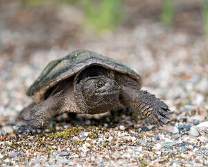 Snapping Turtle Photo Stock. Close-up profile view walking on gravel in its environment and habitat surrounding. Turtle Picture. Portrait. Image.