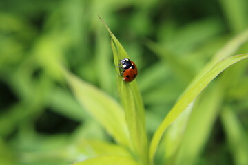 ladybug on a green leaf