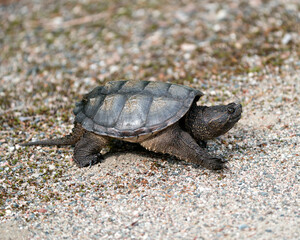 Snapping Turtle Photo Stock. Close-up profile view walking on gravel in its environment and habitat surrounding displaying dragon tail, turtle shell. Turtle Picture. Portrait. Image.