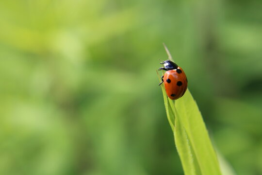 ladybird on a leaf