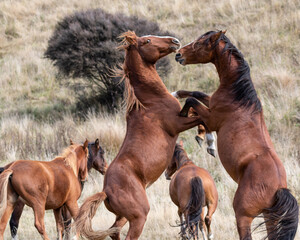 Kaimanawa Wild Horses Stallions fighting