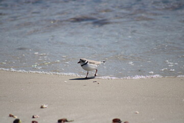 Piping plover at waters edge