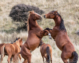 Kaimanawa Wild Horses Stallions fighting