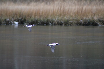 Two bufflehead ducks flying