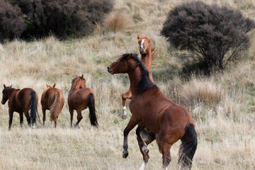 Kaimanawa Wild Horses Stallions fighting