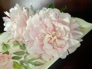 Pale Pink Peony in full bloom