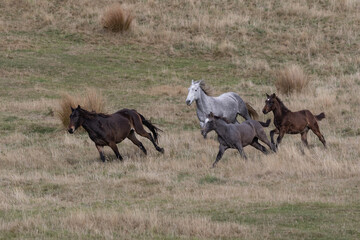 Obraz na płótnie Canvas Kaimanawa Wild Horses running free in the tussock grass