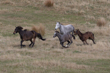 Fototapeta na wymiar Kaimanawa Wild Horses running free in the tussock grass