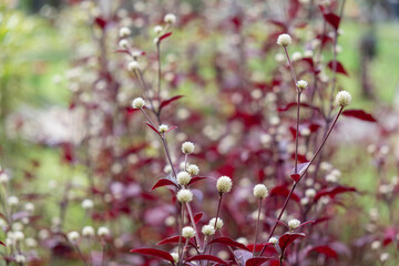 red flowers in the garden