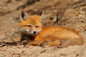 Baby fox kit near its den in forest