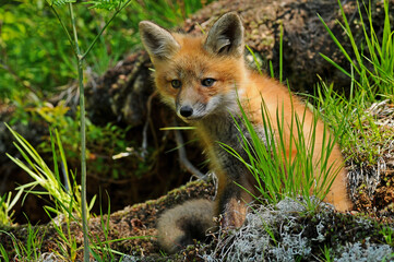 Baby fox kit near its den in forest