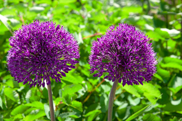 Obraz premium Two beautiful bright purple wild onion (Allium) flowers and ornamental plants and herbs in the city garden