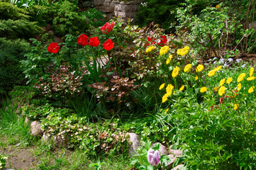Bright colorful red tulips and yellow daisies in a flower garden on a sunny day