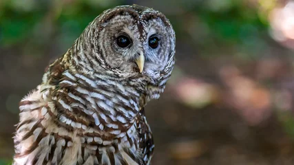 Foto auf Acrylglas Portrait of a barred owl looking over its shoulder making eye contact © Patrick Rolands