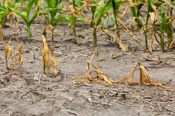 Rolgordijnen Corn plants wilting and dead in cornfield. Herbicide damage, drought and hot weather concept © JJ Gouin