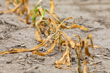 Corn plants wilting and dead in cornfield. Herbicide damage, drought and hot weather concept - obrazy, fototapety, plakaty