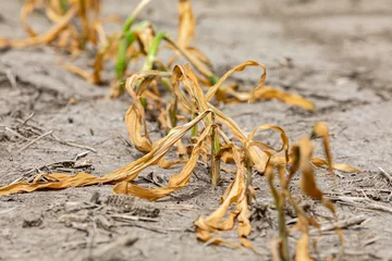 Schilderijen op glas Corn plants wilting and dead in cornfield. Herbicide damage, drought and hot weather concept © JJ Gouin