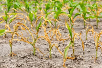 Deurstickers Corn plants wilting and dead in cornfield. Herbicide damage, drought and hot weather concept © JJ Gouin