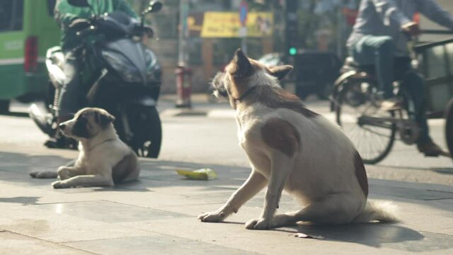 Low angle close up of two cute stray dogs resting on sidewalk in Ho Chi Minh City during busy rush hour.