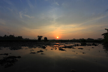 Silhouette of farmer planting rice in the morning at sunrise.