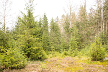 Fototapeta na wymiar pine trees in the lush forest