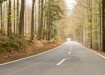 road through a forest in fall