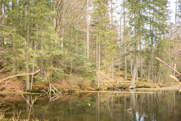 Obraz premium small pond in the woods