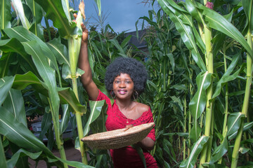 An industrious and hardworking African lady wearing a red dress and afro hair style, happily working on a green maize farmland or corn plantation during crop harvest period 