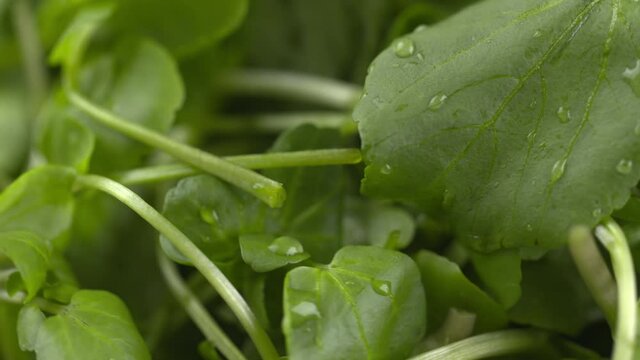 Watercress Rotating In Bowl. Macro 4k Shot Of Organic Plant Based Raw Vegan Food. Green Fresh Salad Recipes. Spinning Watercress On Plate. Healthy Vegetarian Foods.