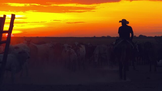 A cowboy riding the range walks his horse towards a herd of cows in silhouette against the backdrop of an amazing sunset