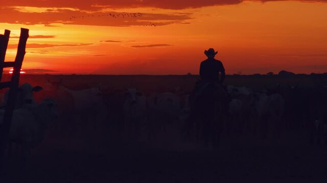 A romanticized scene with a brilliant sunset, flock of birds in the sky and the silhouette of a cowboy riding out on the Brazilian Pantanal range  