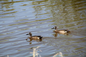 Ducks Of Spring, Pylypow Wetlands, Edmonton, Alberta