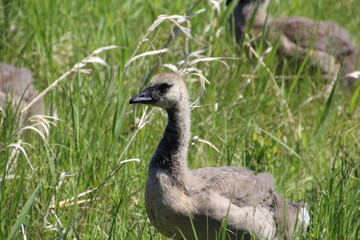 Gosling Growing, Pylypow Wetlands, Edmonton, Alberta