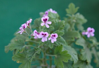 Geranium fragrance, pelargonium perfume, scented-leaved pelargoniums, lemon-scented pelargonium, on green background, prince orange pelargonium