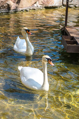 In the spring, white swans swim in the pond