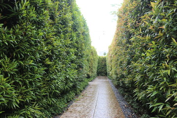 Maze in park. Diminishing perspective at the green maze tunnel 