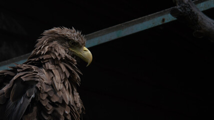 Adult white tailed eagle closeup. Ukrainian eagle