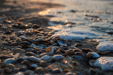 Seashells closeup on the shore of sea with blur during sunset