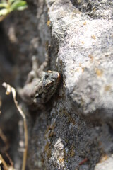Sceloporus grammicus