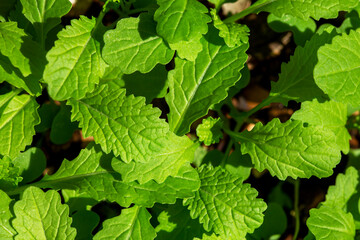 Fresh green organic Chinese leaves plants.