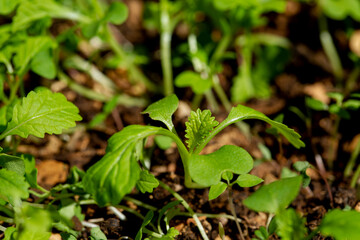 Fresh green organic Chinese leaves plants.