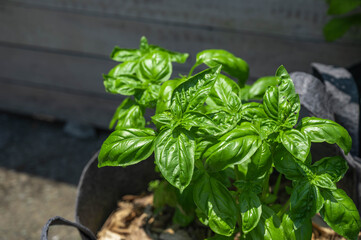 庭のスイートバジル