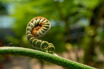 Curly Fern Exotic plants in the garden