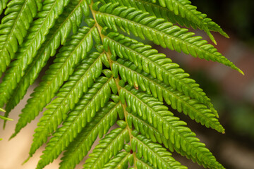 Exotic Fern leaf  close up
