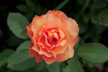 Center view of an open, red-orange rose in a garden