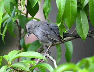 gray catbird on the branch in spring
