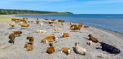Cows on a beach
