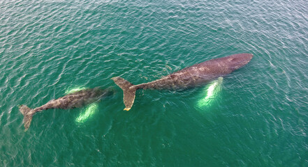 Pair of humpback whales (Megaptera novaeangliae)